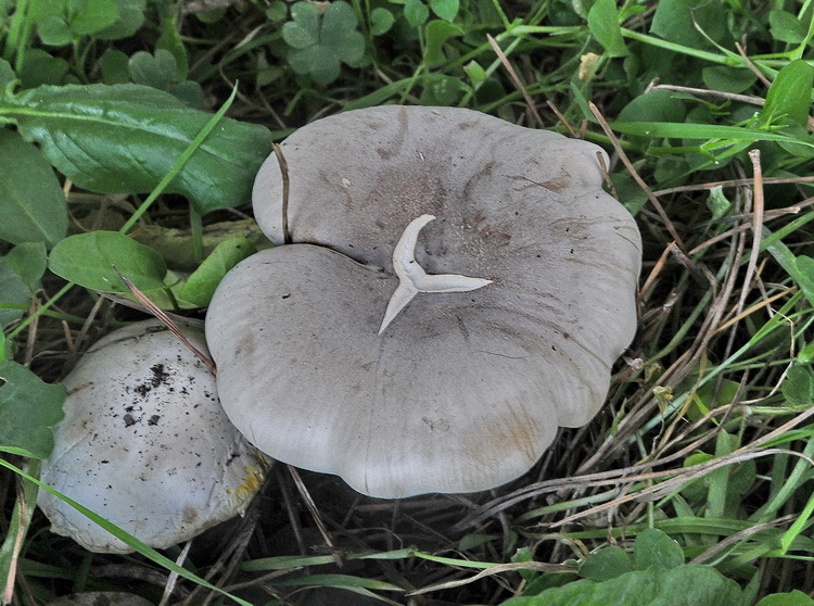 Lepista panaeolus